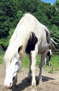 Horse grazing on field