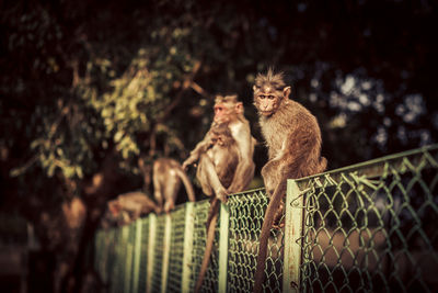 Monkeys sitting on fence