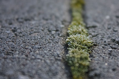 Surface level of road amidst plants in city