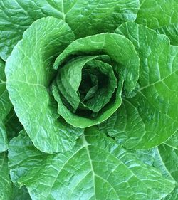 Full frame shot of green leaves