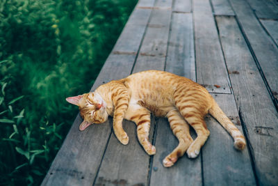 High angle view of cat sleeping