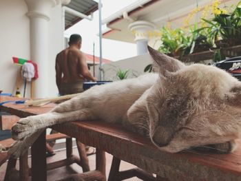 Cat relaxing on table at home