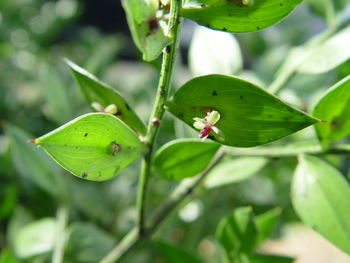 Close-up of green insect on leaf