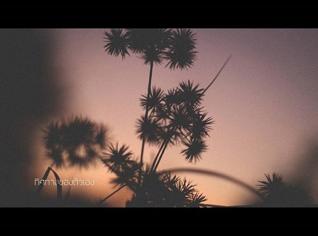 palm tree, silhouette, transfer print, growth, tree, low angle view, auto post production filter, nature, sky, beauty in nature, sunset, tranquility, dusk, no people, outdoors, scenics, tranquil scene, plant, outline, branch