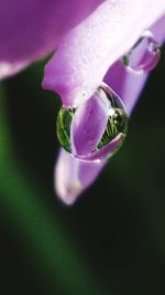 Close-up of purple flower