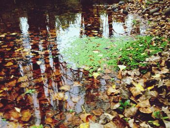 Reflection of trees in water