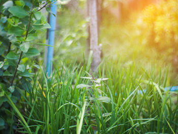 Close-up of fresh green grass in field