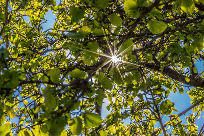 Low angle view of tree against sky