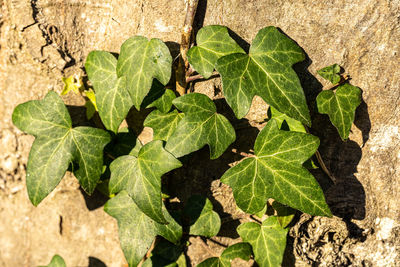 Close-up of leaves