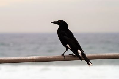 Side view of bird on railing against calm sea
