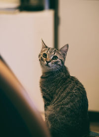 Close-up portrait of cat