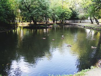 Swan swimming in lake