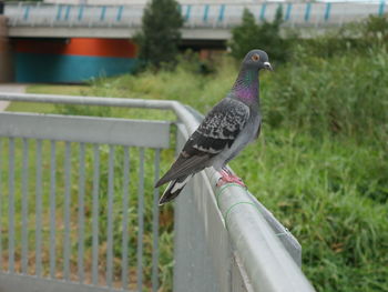 Pigeon perching on railing