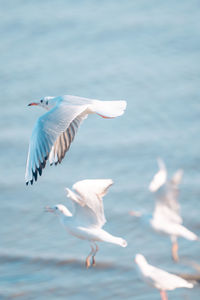 Seagulls flying over sea