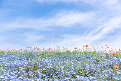 Flowering plants on field against sky