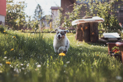 Australian shepherd puppy running around the garden enjoying his freedom