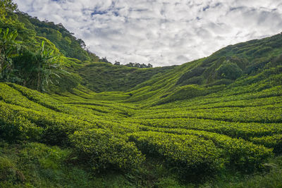 Scenic view of agricultural field against sky