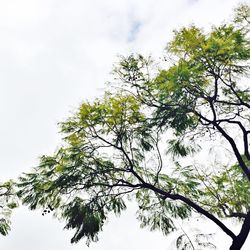 Low angle view of trees