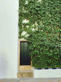 Ivy on wall of building