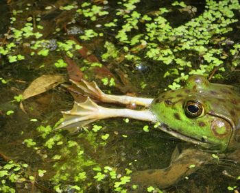 Close-up of frog in sea