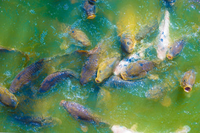 Full frame shot of fish swimming in sea