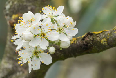Close-up of cherry blossoms blooming outdoors