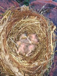 High angle view of bird in nest