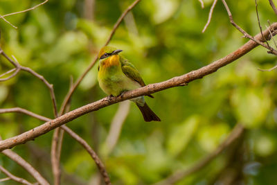 Bird perching on a branch