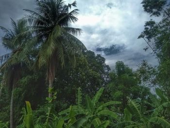 Low angle view of palm trees against sky