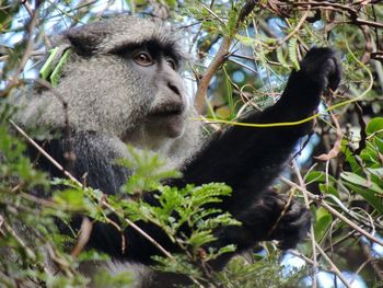 Close-up of mona monkey on tree