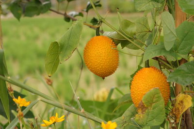 Close-up of orange fruit on tree