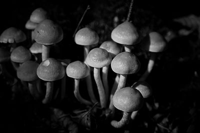 Close-up of mushrooms growing on plant