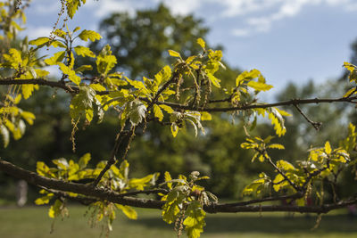 Close-up of yellow leaves on branch