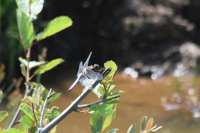 Close-up of damselfly on plant