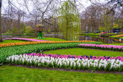 Purple tulips in park