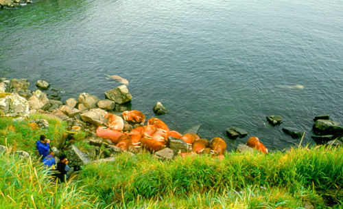Plants growing on grassy field