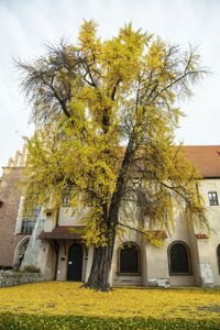 Yellow tree by building against sky
