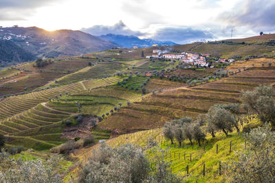 View of the douro valley with the terraced vineyards and olive trees. photographed in, portugal