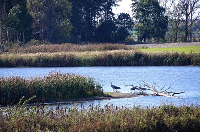 Scenic view of lake with trees in background