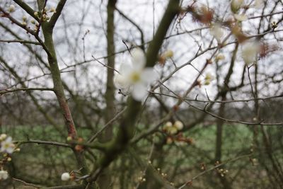 Close-up of flowering plant on branch of tree