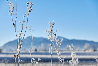 Nature, landscape in winter. closeup, depth of field, plant, frost.