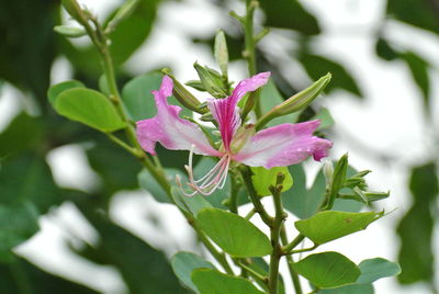 Close-up of pink flowering plant