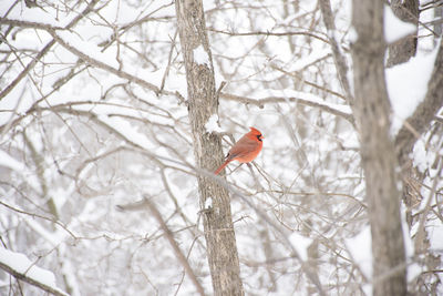 Bird perching on bare tree against sky during winter