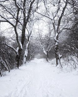 Bare trees on snow covered landscape