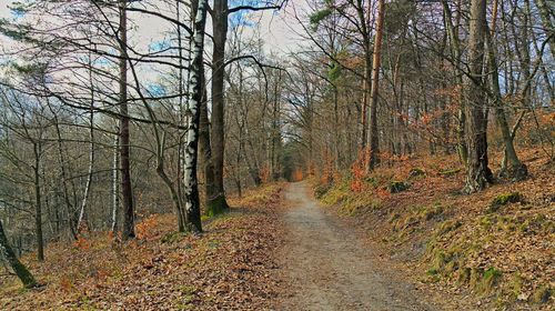 Dirt road passing through forest