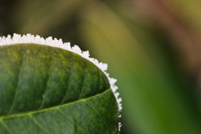 Close-up of fresh green leaf