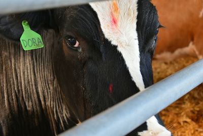 Close-up of cow