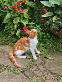 Full length of a dog