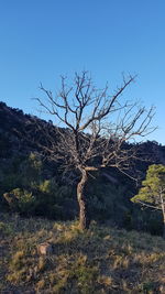Bare tree on field against clear sky