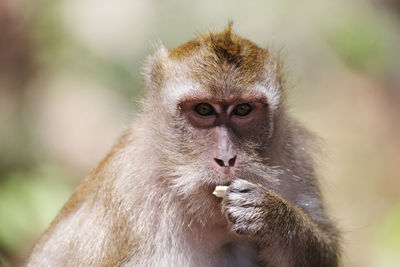 Portrait of monkey